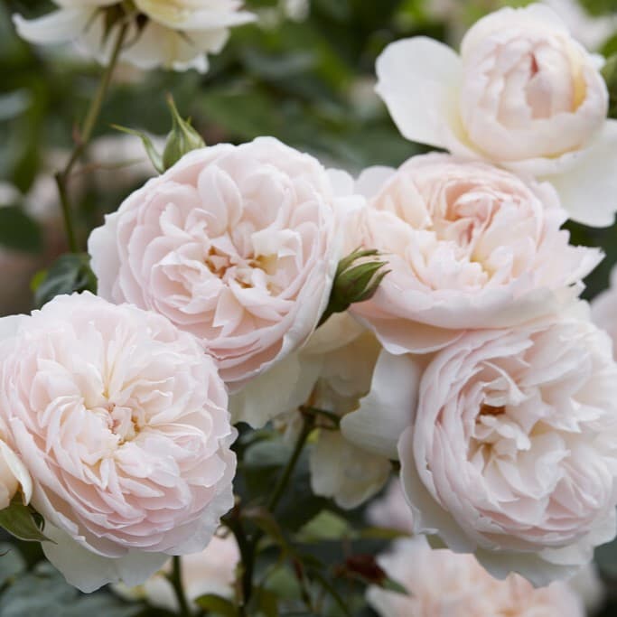 Engelsk Buskros - Rosa austin Gentle Hermione ® (Krukstorlek: 6L)