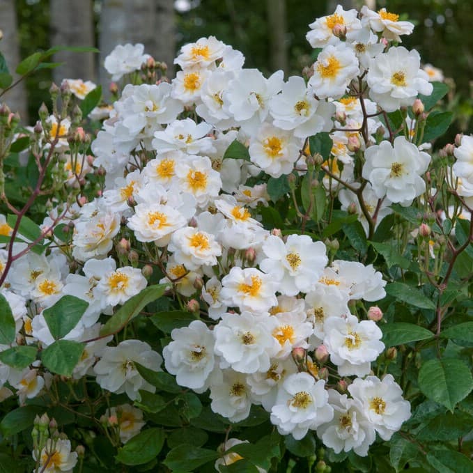 Moschataros/Klätterros - Rosa moschata Trier (Krukstorlek: 4L)