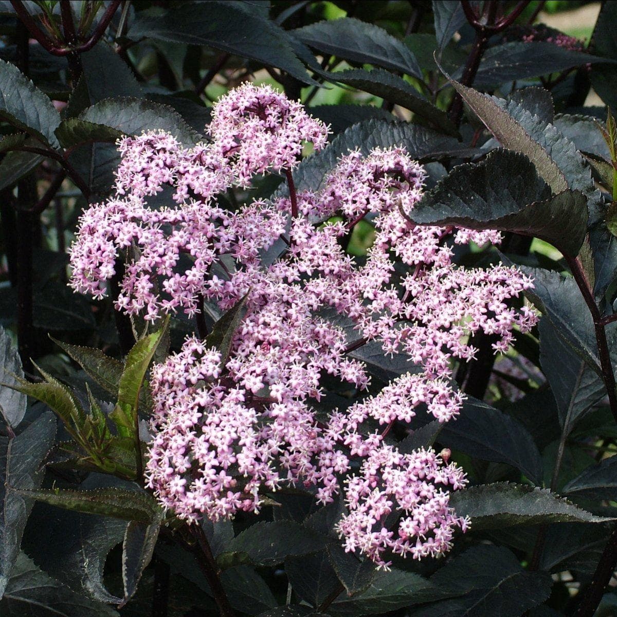 Fläder/Purpurfläder - Sambucus nigra Black Beauty ® (Gerda) (Storlek: 30-40 C3)