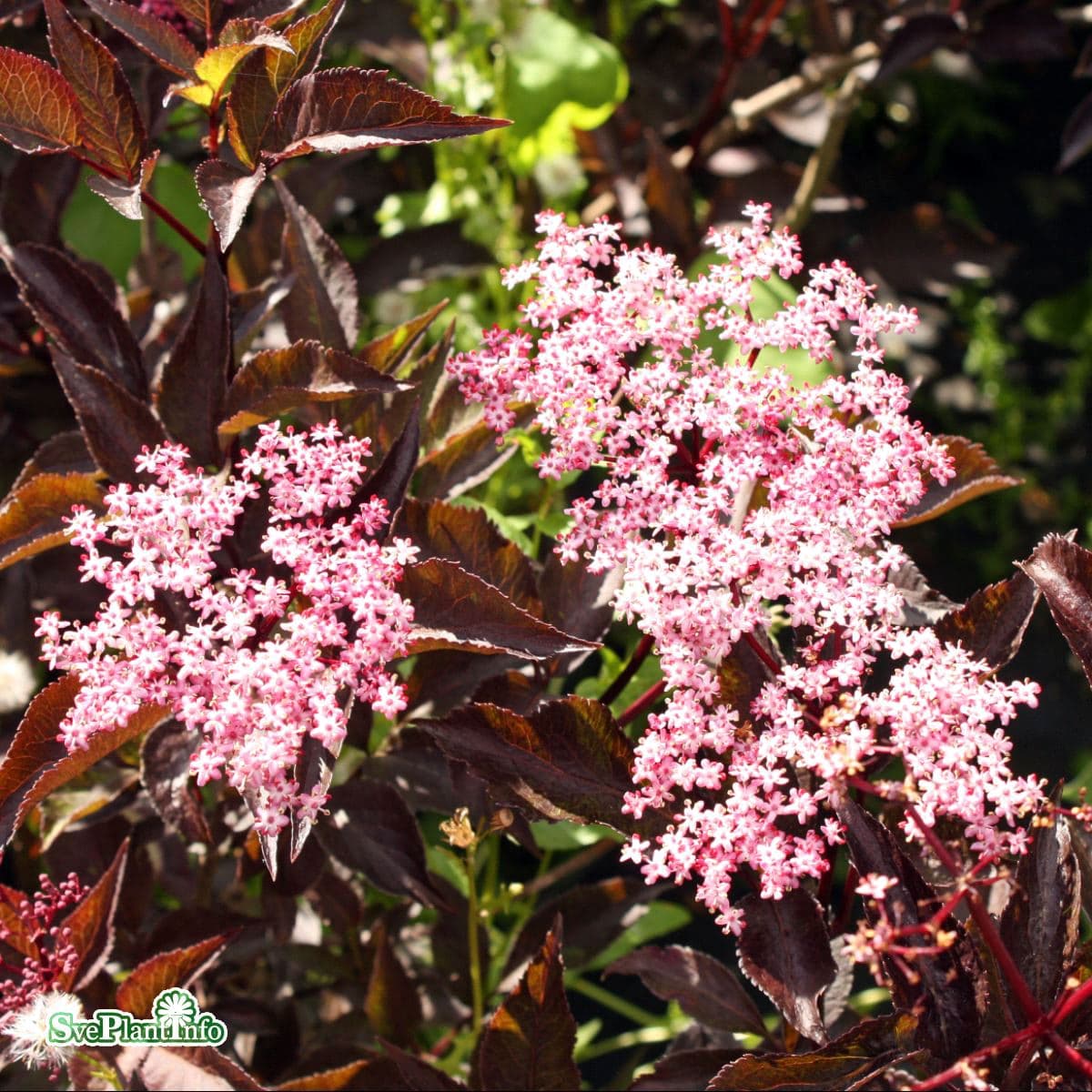 Fläder/Purpurfläder - Sambucus nigra Black Beauty ® (Gerda) (Storlek: 30-40 C3) view 2