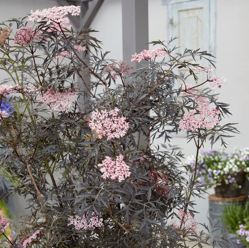 Fläder/Purpurfläder - Sambucus nigra Black Lace ® (Eva) (Storlek: busk C2)
