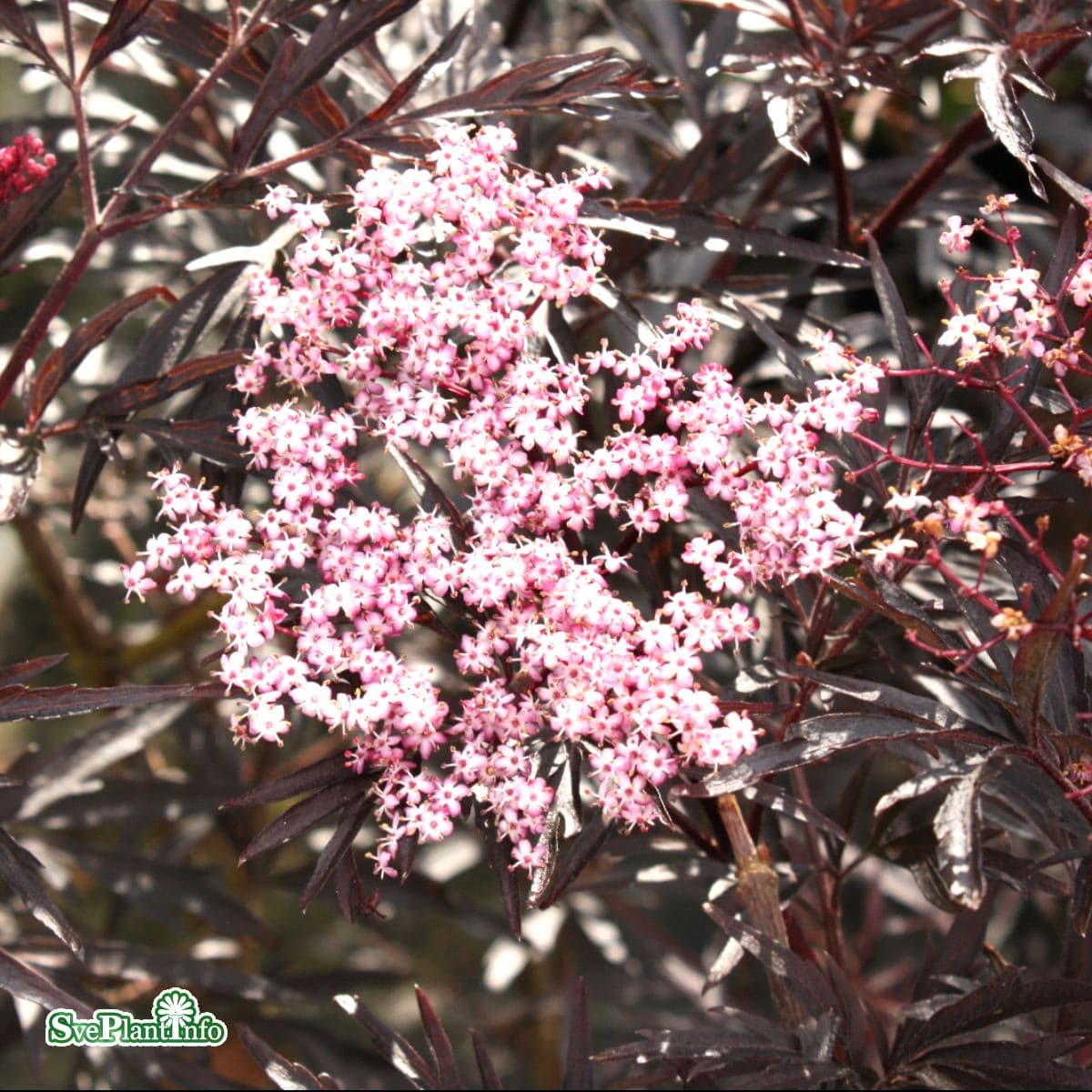 Fläder/Purpurfläder - Sambucus nigra Black Lace ® (Eva) (Storlek: busk C2) view 2