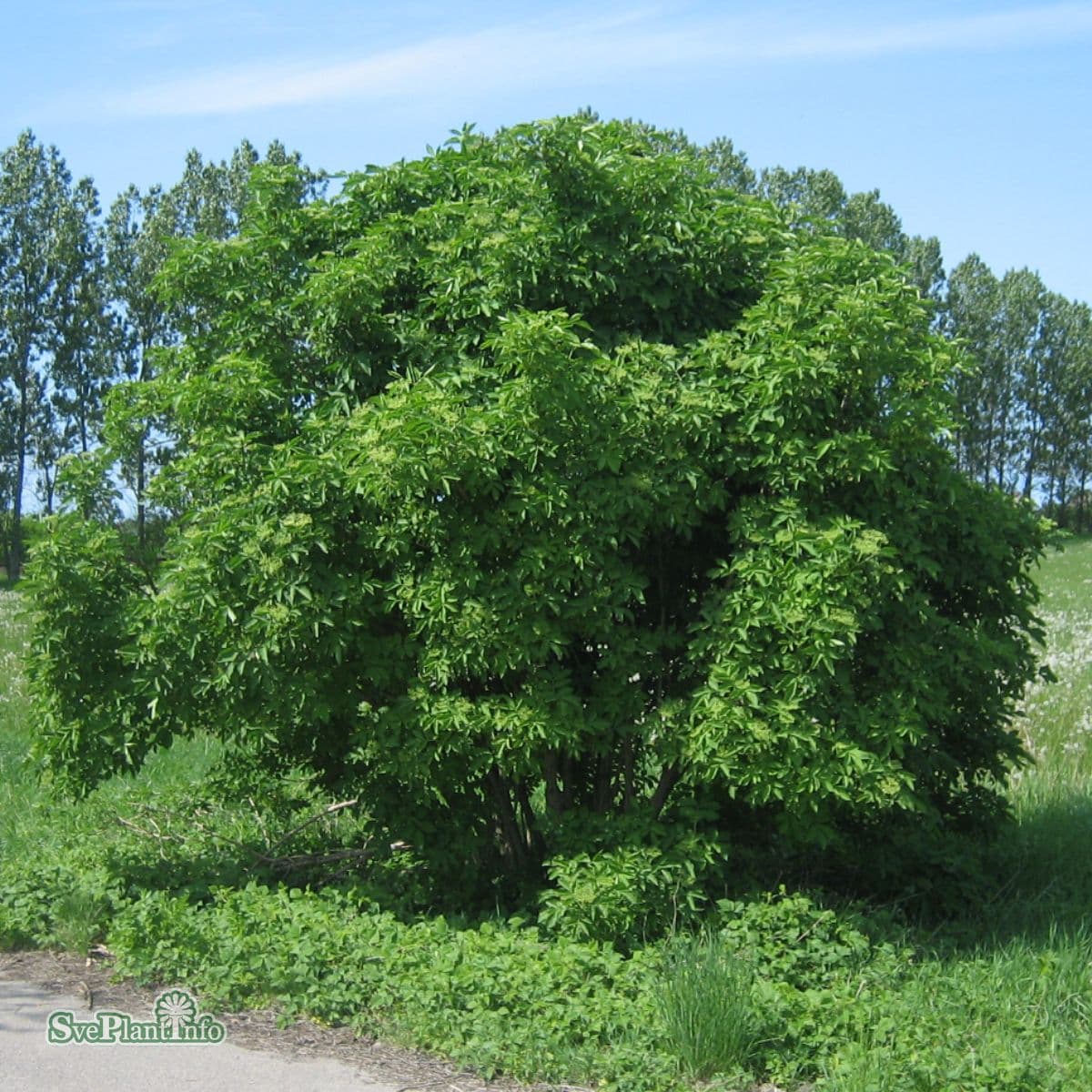 Fläder - Sambucus nigra fk Bålsta E (Storlek: busk C5)