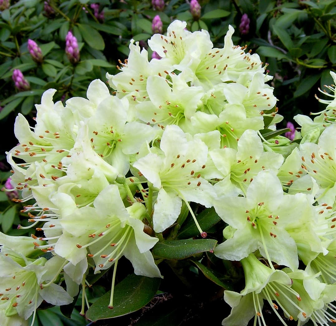 Dvärgrododendron - Rhododendron keiskei hybr. Shamrock (Storlek: 20-25 C2)