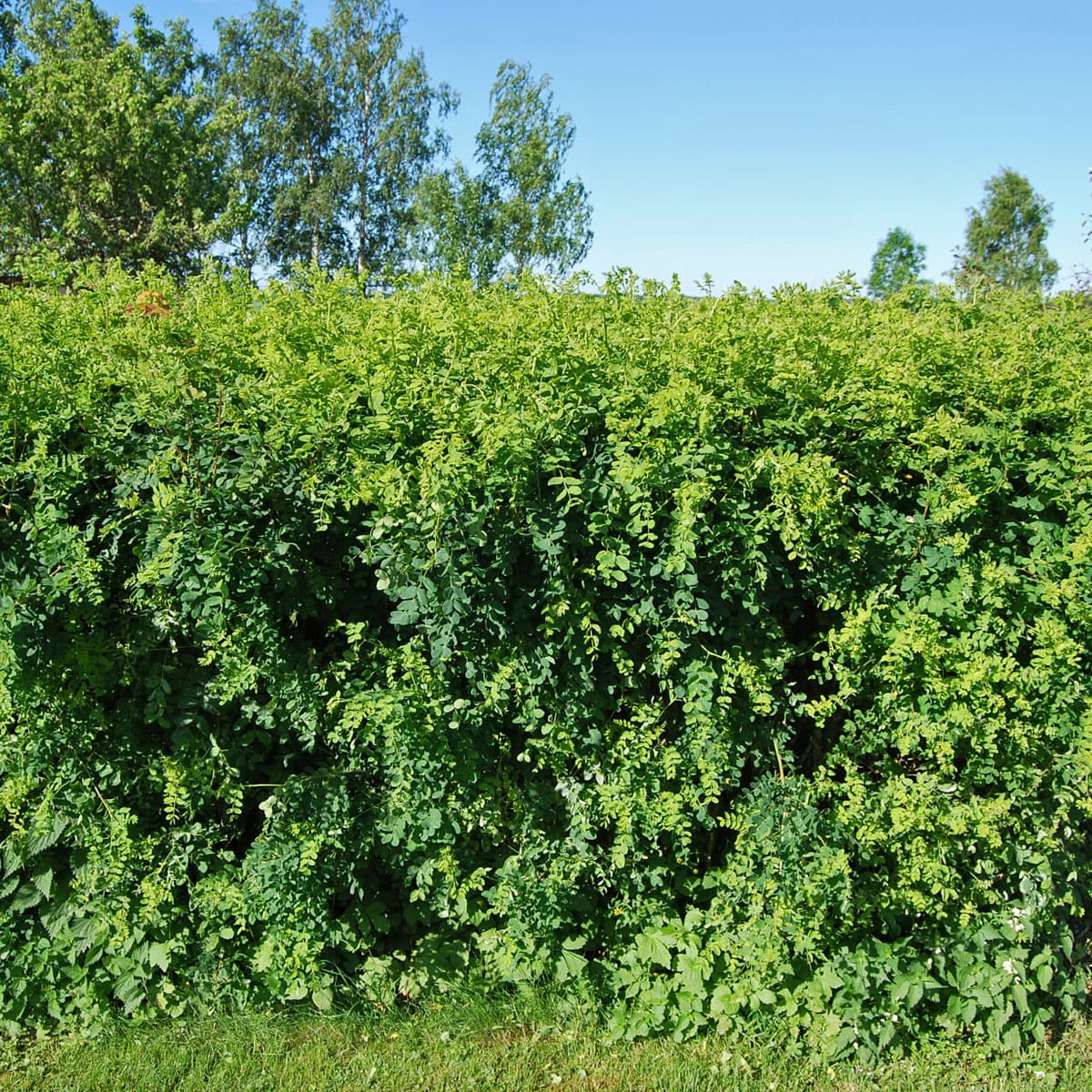 Häckkaragan / Sibirisk Ärtbuske 10-pack - Caragana arborescens (Storlek: 40-65 barrot)
