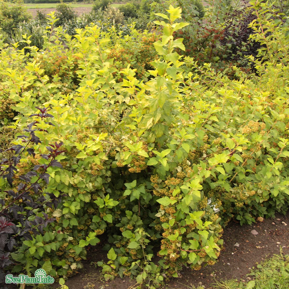 Smällspirea - Physocarpus opulifolius Angel Gold ® (Storlek: busk C3,5) view 2