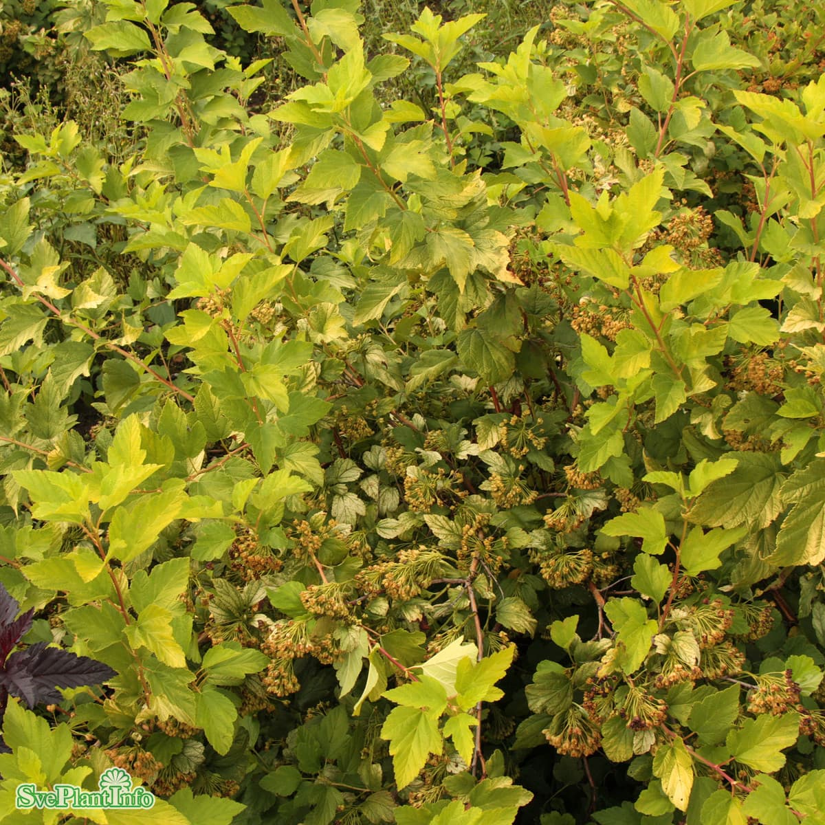 Smällspirea - Physocarpus opulifolius Angel Gold ® (Storlek: busk C3,5)