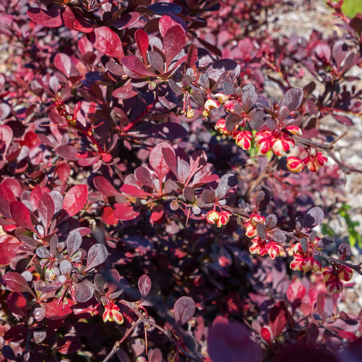 Röd Häckberberis - Berberis thunbergii Atropurpurea (Storlek: busk C3,5)