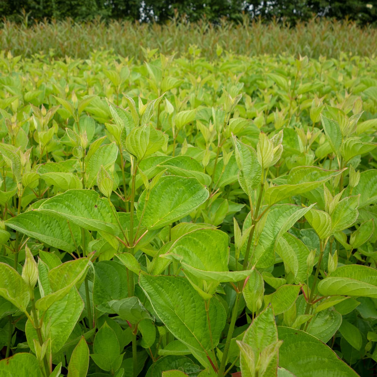 Videkornell - Cornus sericea Firedance ® (Storlek: busk C3,5) view 2