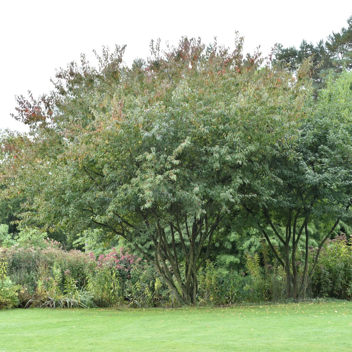 Ginnalalönn - Acer tataricum ssp. ginnala Fk Uppsala E (Storlek: busk C5)