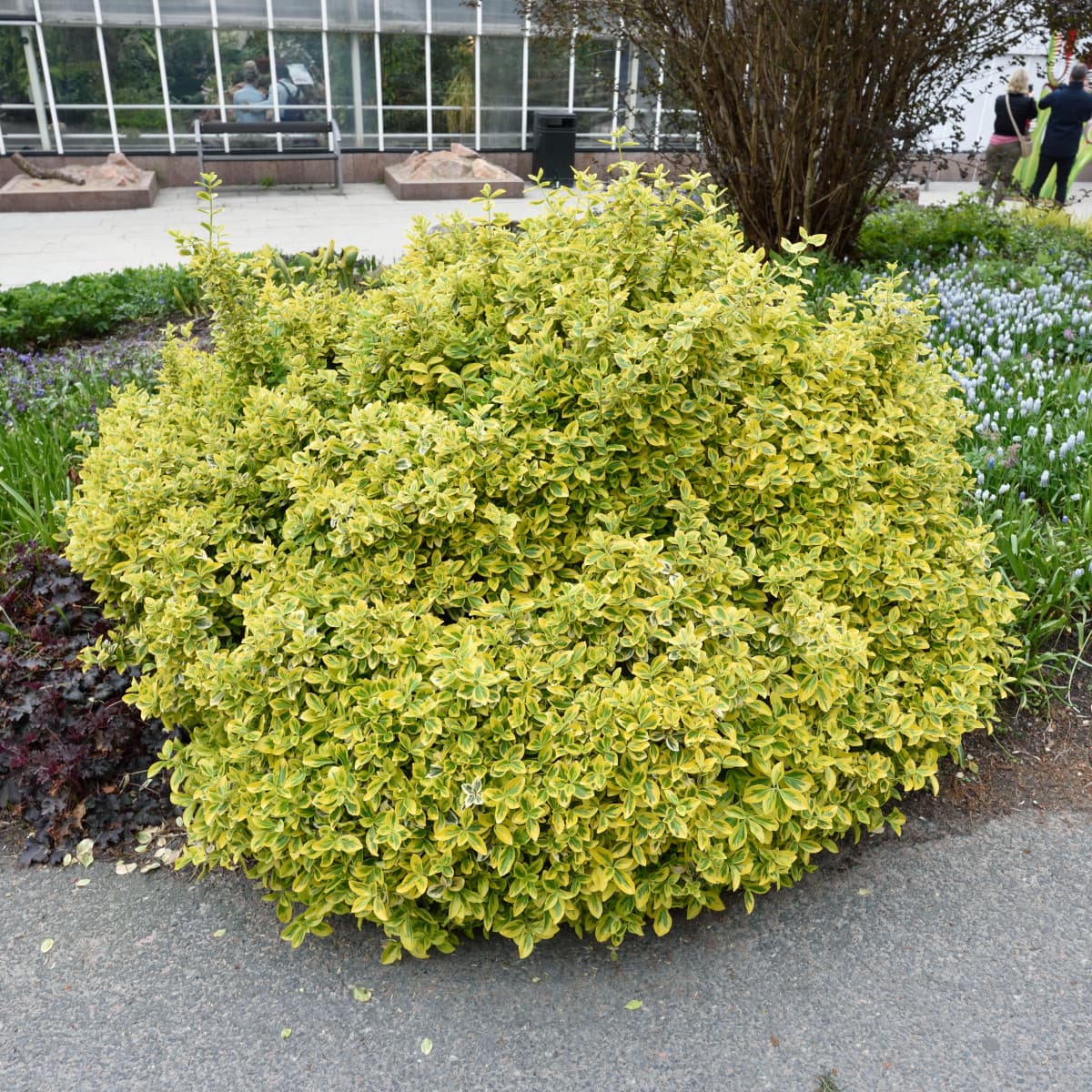 Guldbenved - Euonymus fortunei Emerald´n Gold (Storlek: 25-30 C2)