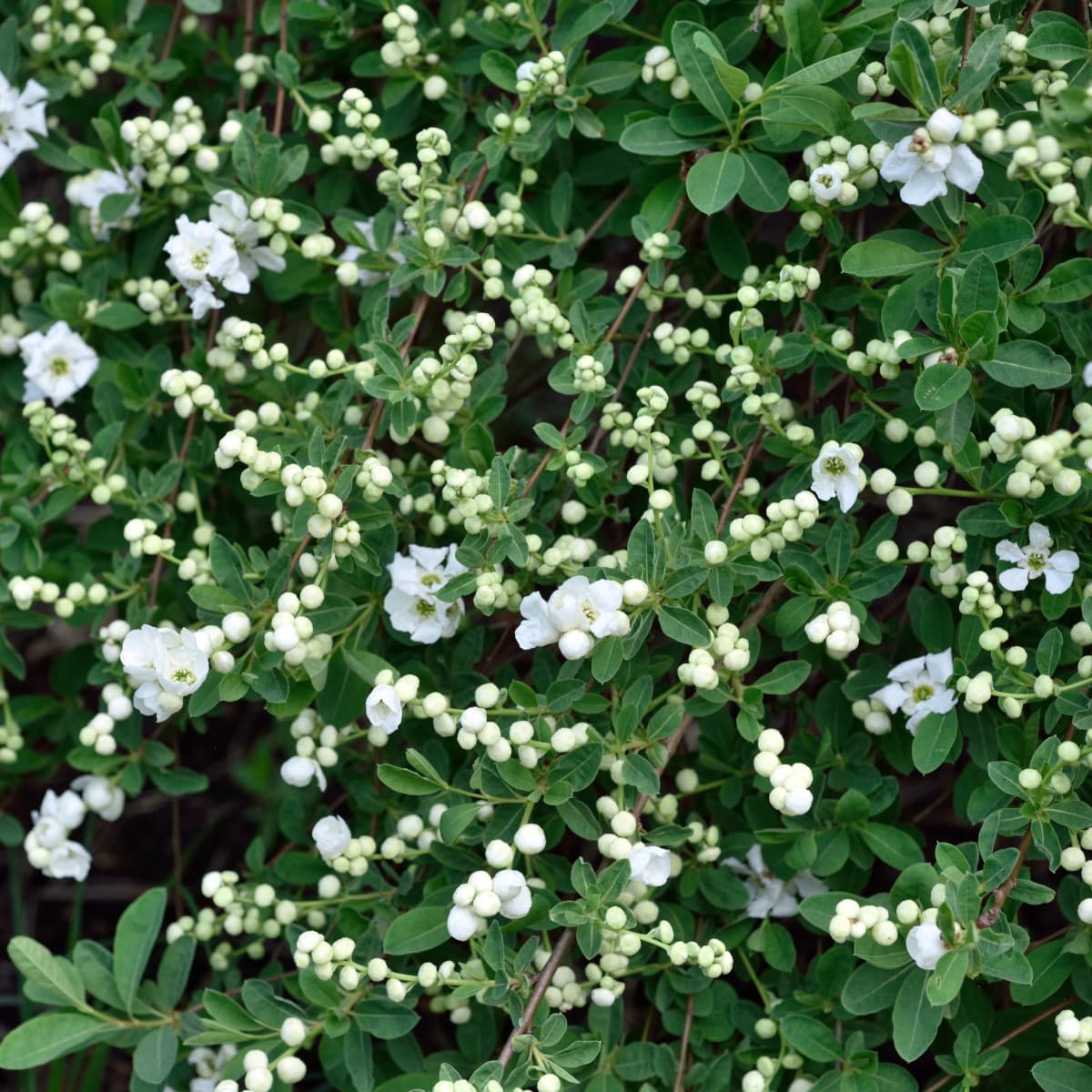 Pärlbuske - Exochorda x macrantha The Bride (Storlek: 50-60 co) view 2