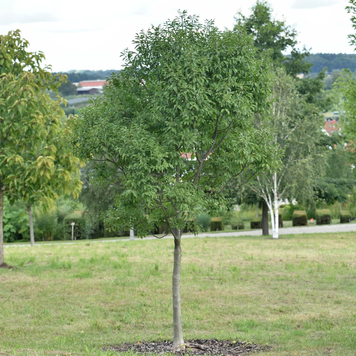 Mannaask - Fraxinus ornus Meczek (Storlek: 120 stam C10)