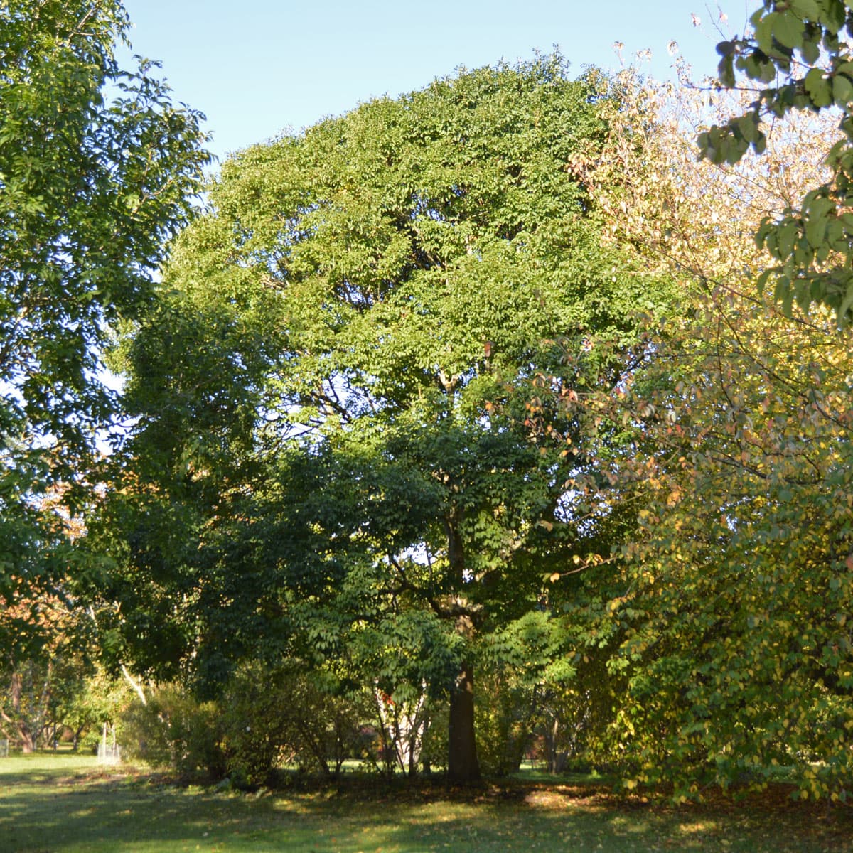 Mannaask - Fraxinus ornus Meczek (Storlek: 120 stam C10) view 2