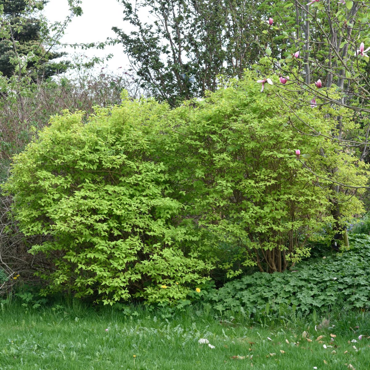 Guldschersmin - Philadelphus coronarius Aureus (Storlek: busk C3,5) view 2