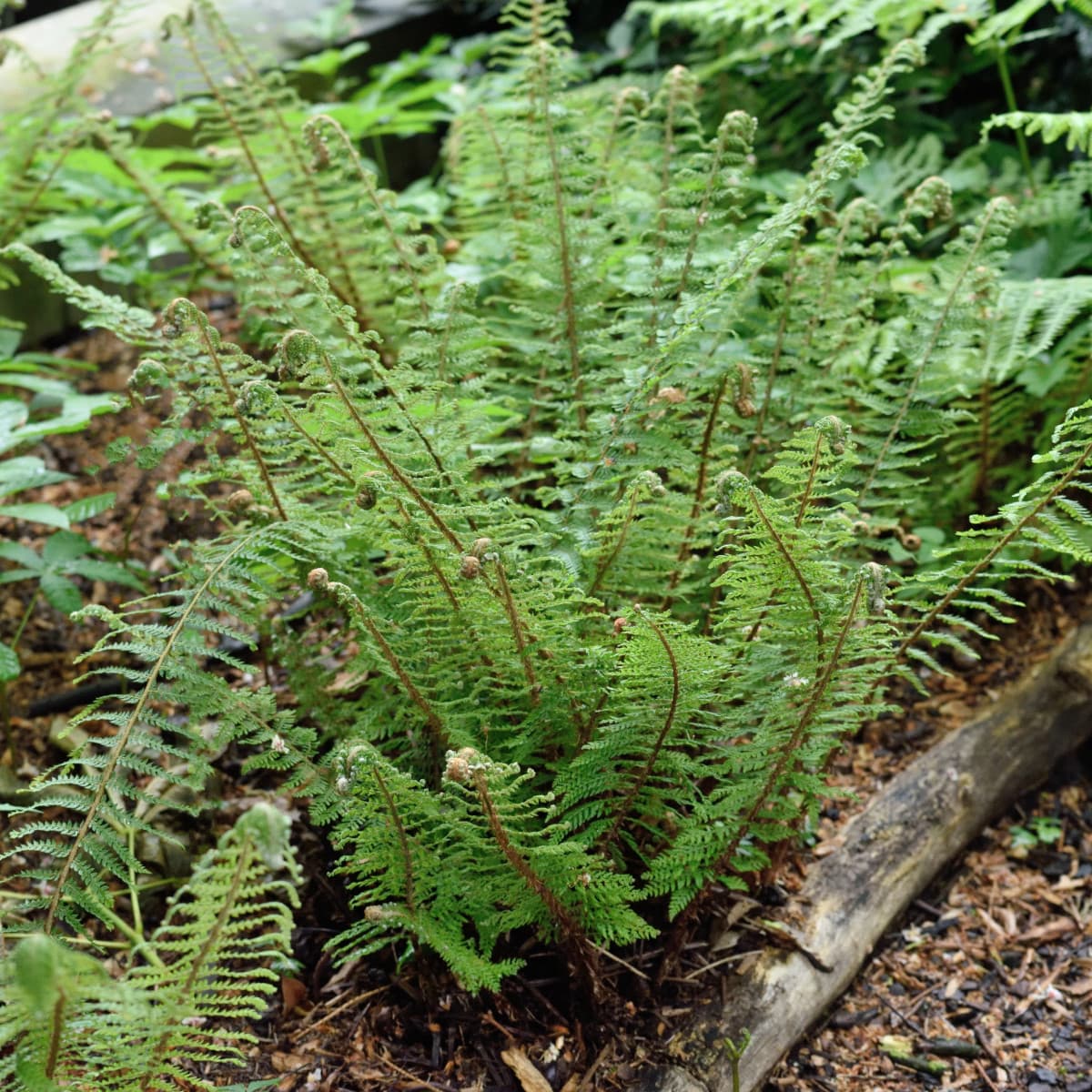 Spetsbräken - Polystichum setiferum Herrenhausen (Krukstorlek: 0,5-1L) view 2