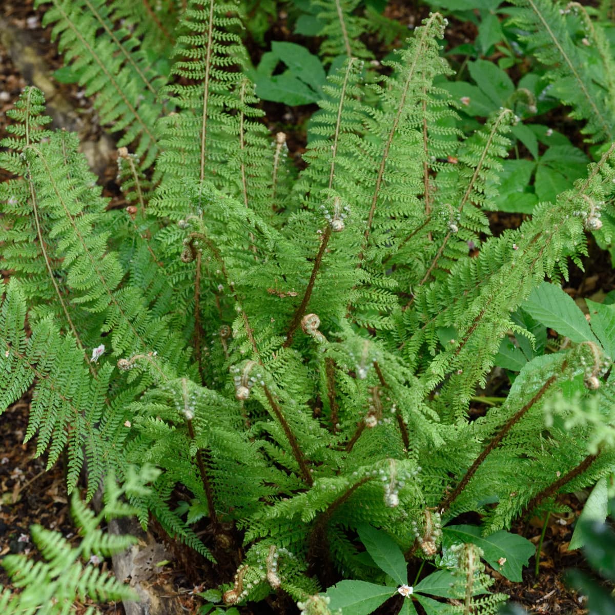 Spetsbräken - Polystichum setiferum Herrenhausen (Krukstorlek: 0,5-1L)