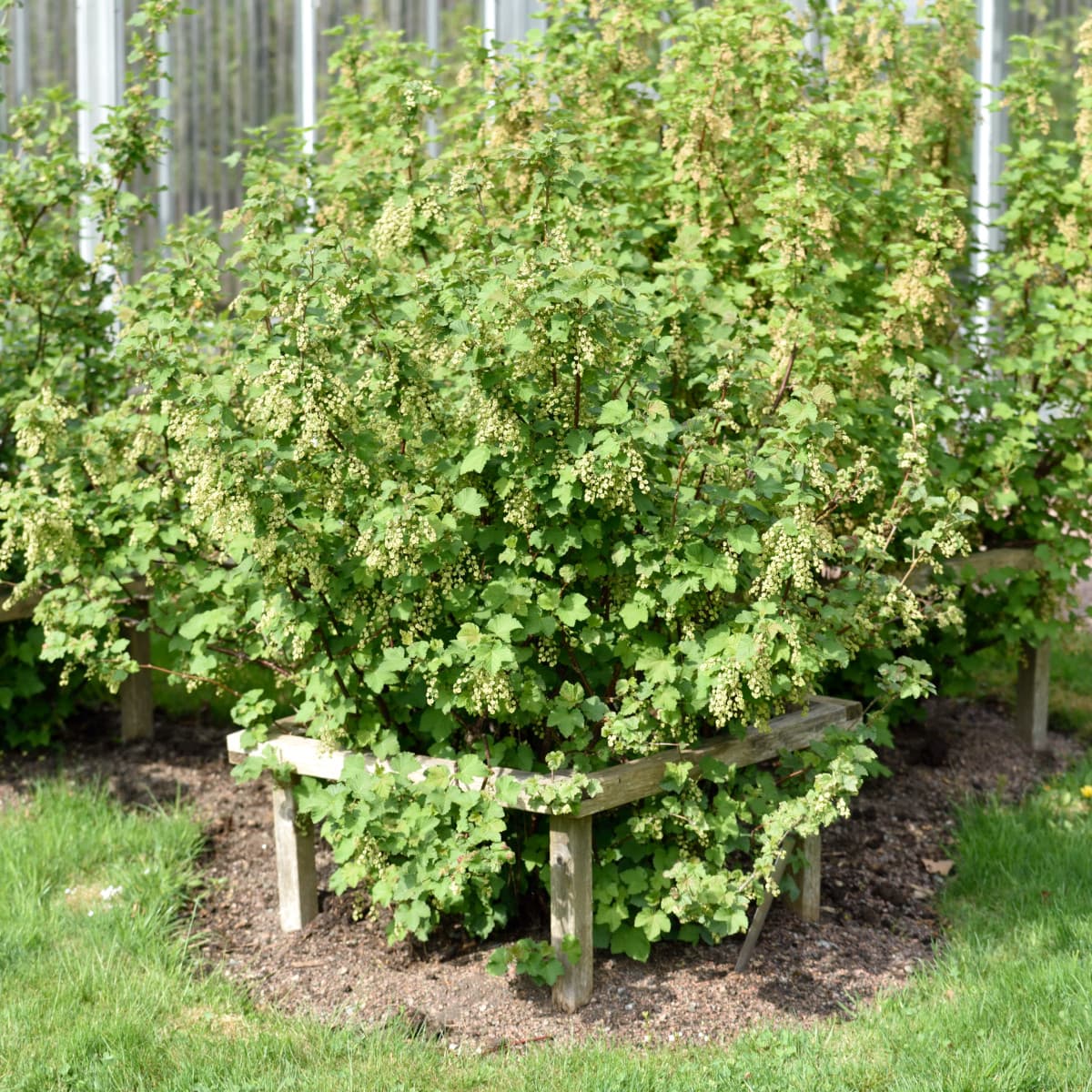 Vita Vinbär - Ribes rubrum Vit Jätte E (Storlek: busk C3,5) view 2