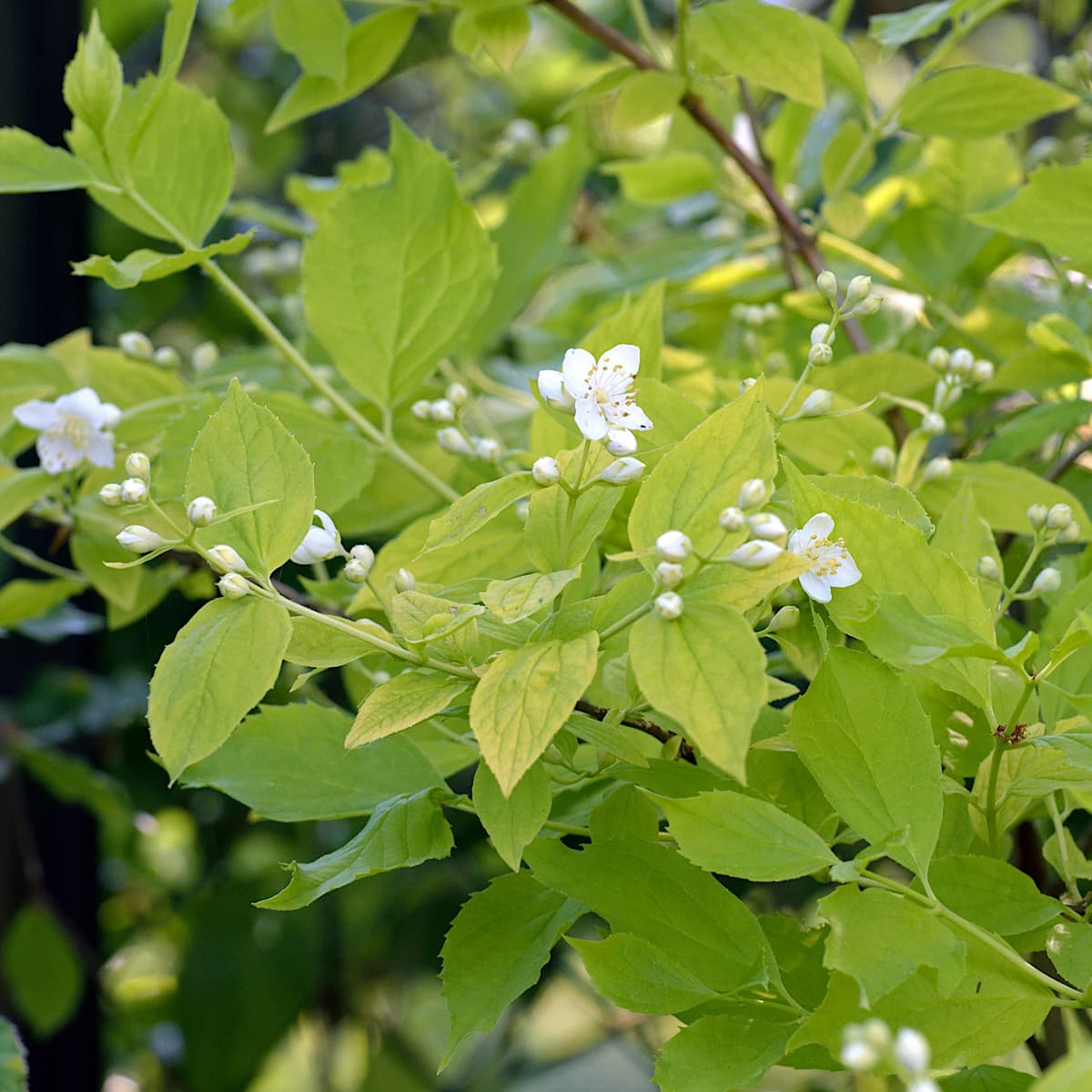 Guldschersmin - Philadelphus coronarius Aureus (Storlek: busk C3,5)