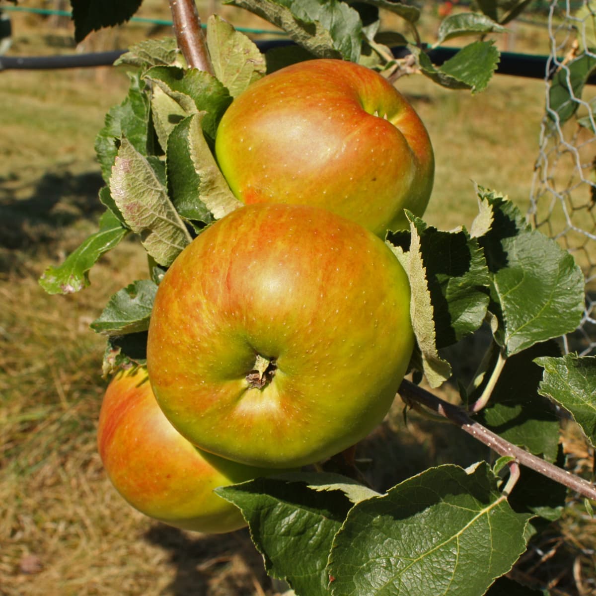 Höstäpple - Malus domestica Bramley (Bramley´s Seedling) (Storlek: stam MM111 2 års co)