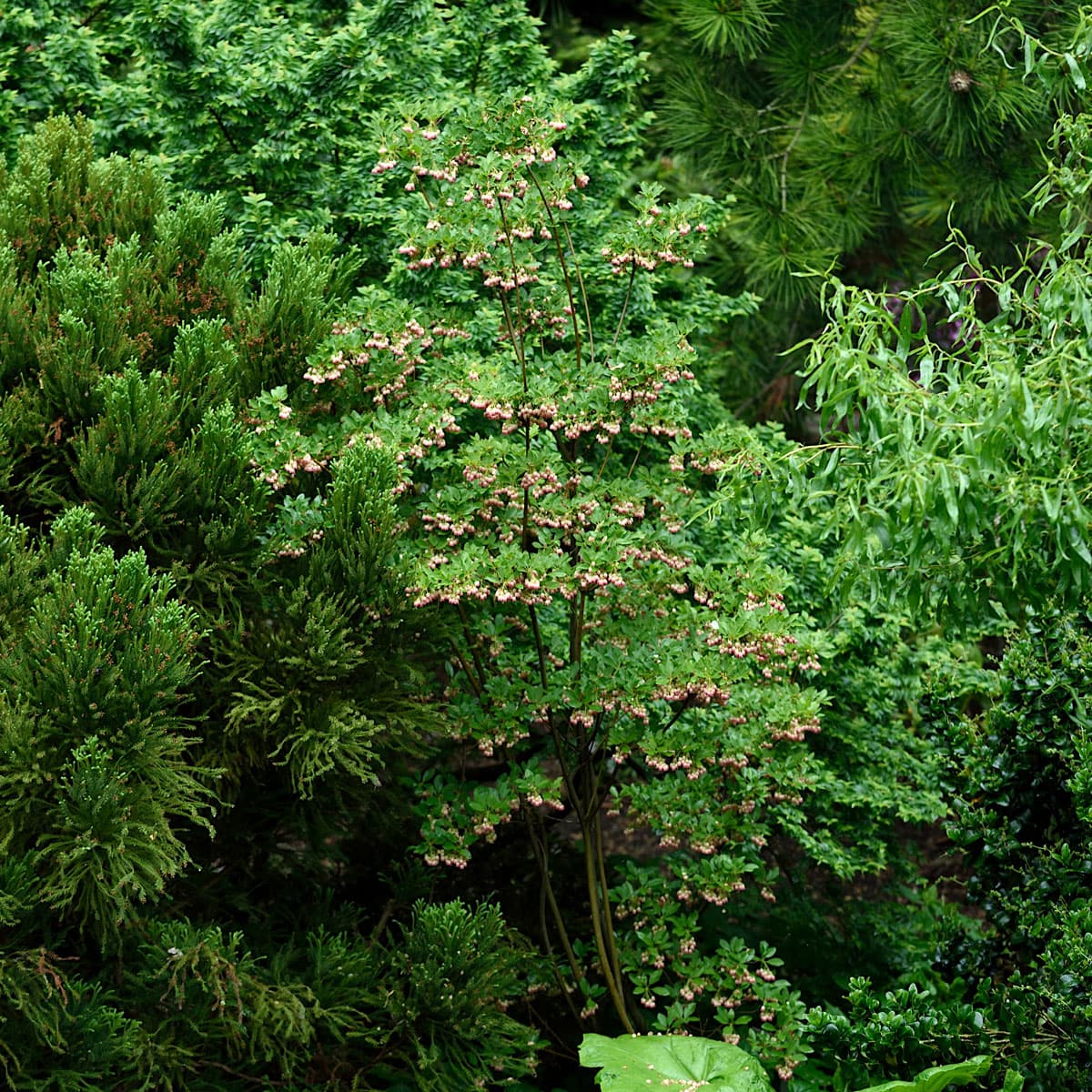Klockbuske - Enkianthus campanulatus (Storlek: 50-60 co) view 2