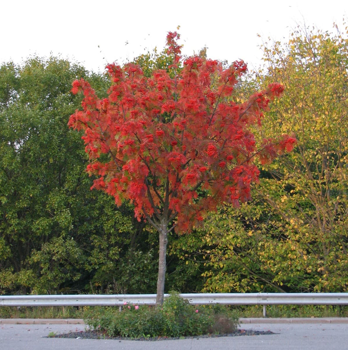 Ullungrönn - Sorbus ulleungensis Dodong (Storlek: utr 150-200 co)