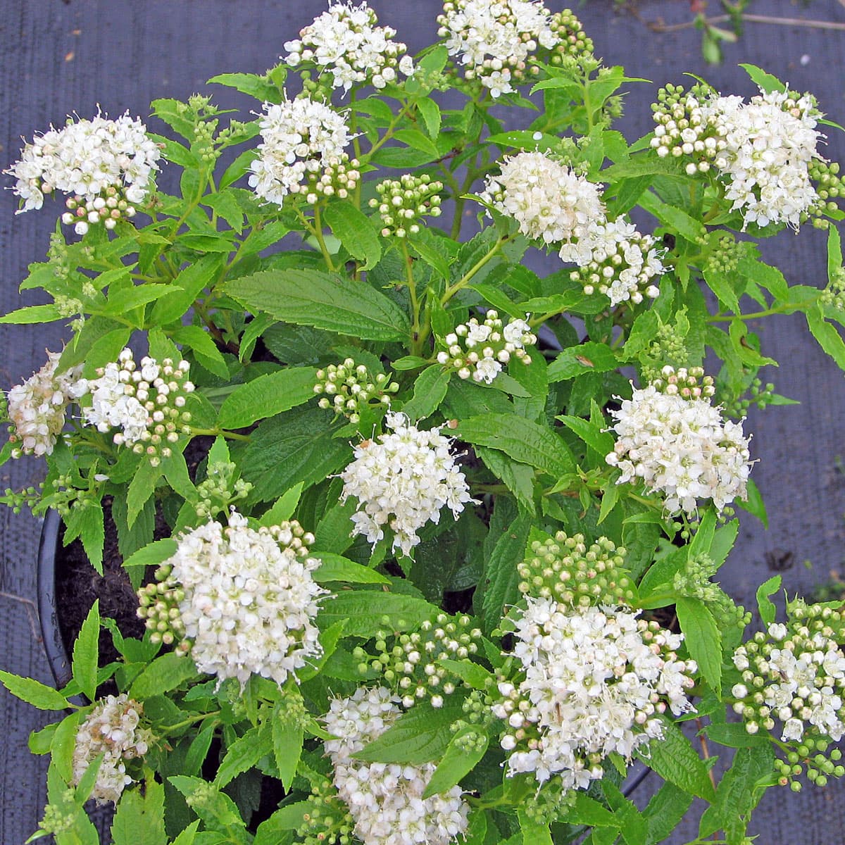 Höstspirea - Spiraea japonica Albiflora (Storlek: busk C3,5)