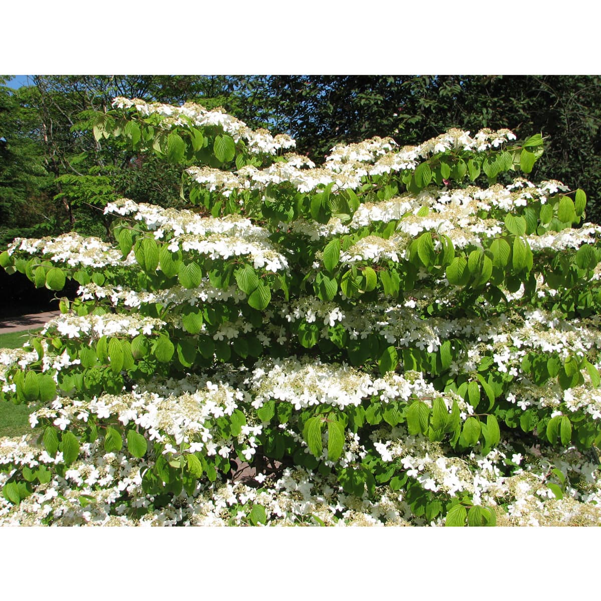 Japanolvon - Viburnum plicatum f. tomentosum Mariesii (Storlek: 30-40 co)