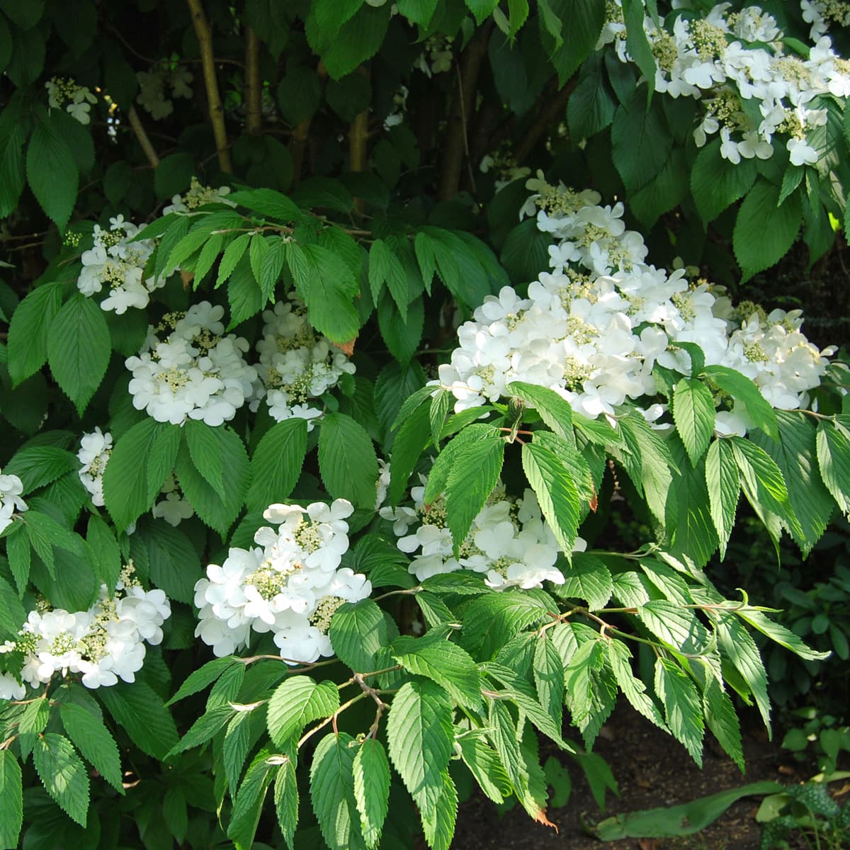 Japanolvon - Viburnum plicatum f. tomentosum Mariesii (Storlek: 30-40 co) view 2