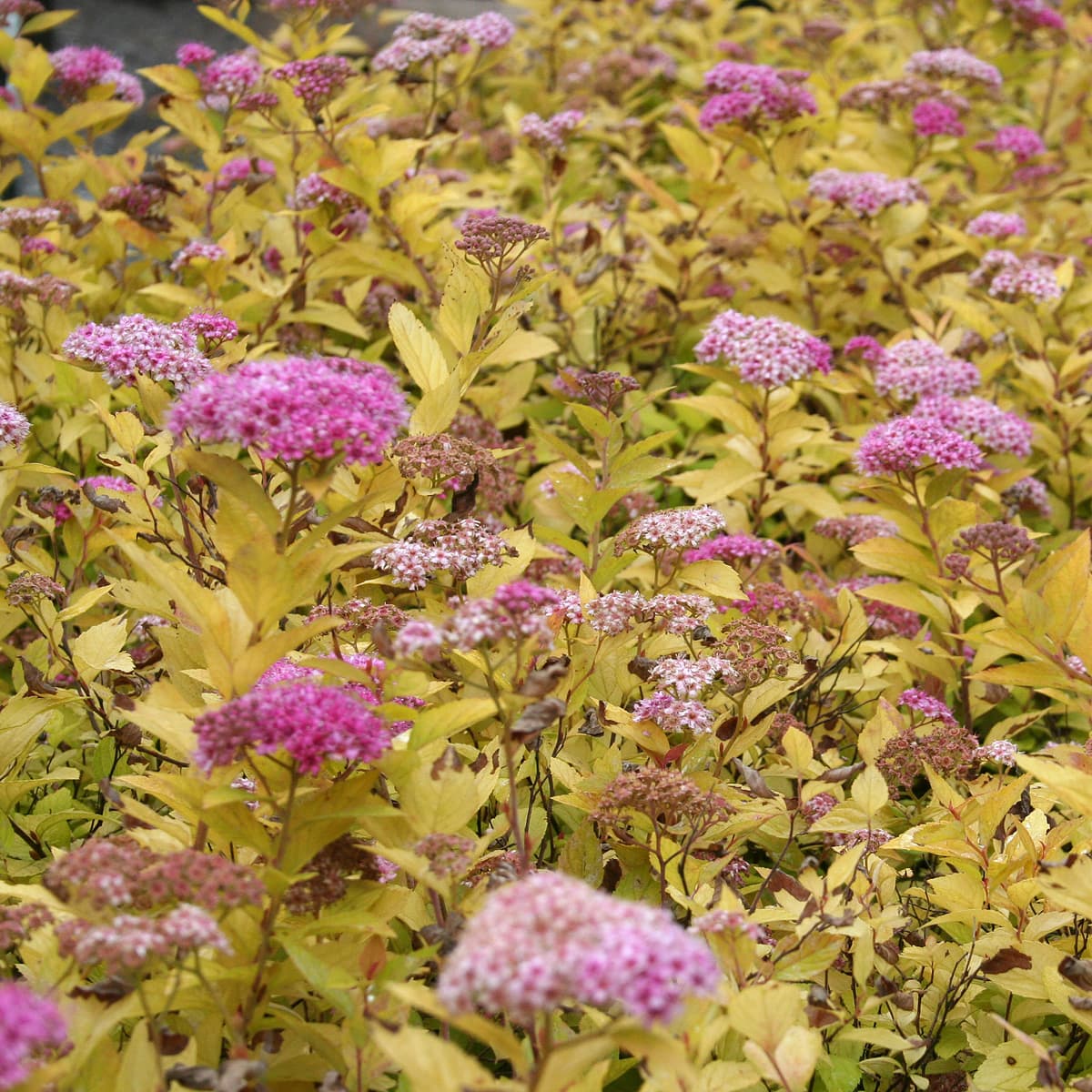 Praktspirea - Spiraea japonica Goldmound (Storlek: busk C3,5) view 2