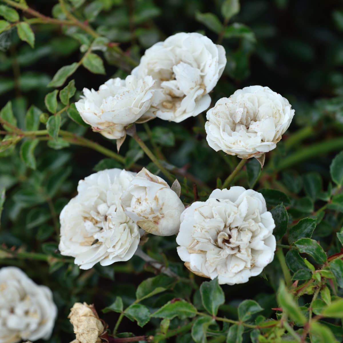 Marktäckarros/Modern Buskros - Rosa Sea Foam (Krukstorlek: 4L)