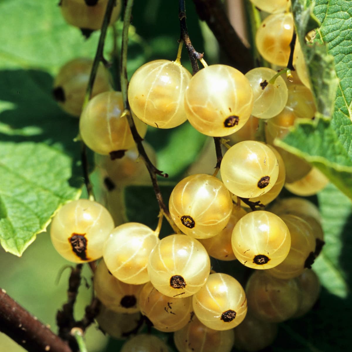 Vita Vinbär - Ribes rubrum Vit Jätte E (Storlek: busk C3,5)