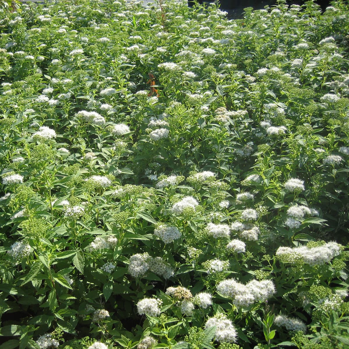 Höstspirea - Spiraea japonica Albiflora (Storlek: busk C3,5) view 2