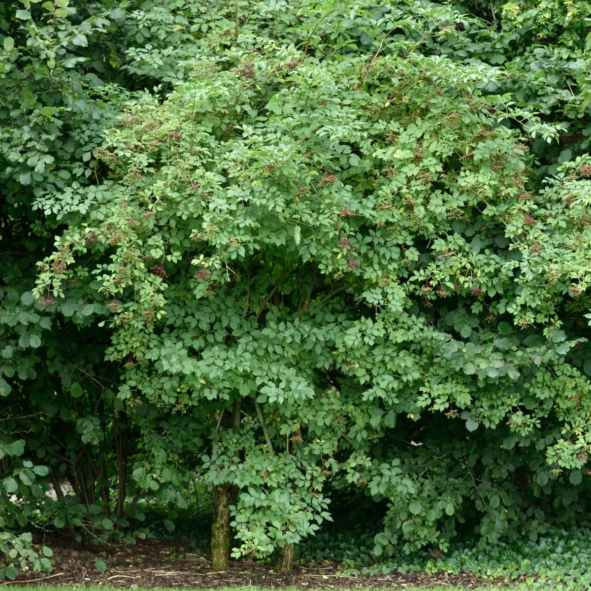 Fläder - Sambucus nigra Haschberg (Storlek: busk C2)
