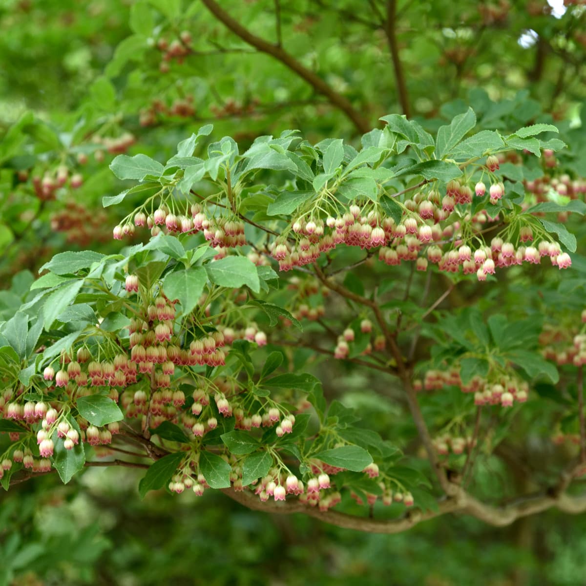 Klockbuske - Enkianthus campanulatus (Storlek: 50-60 co)