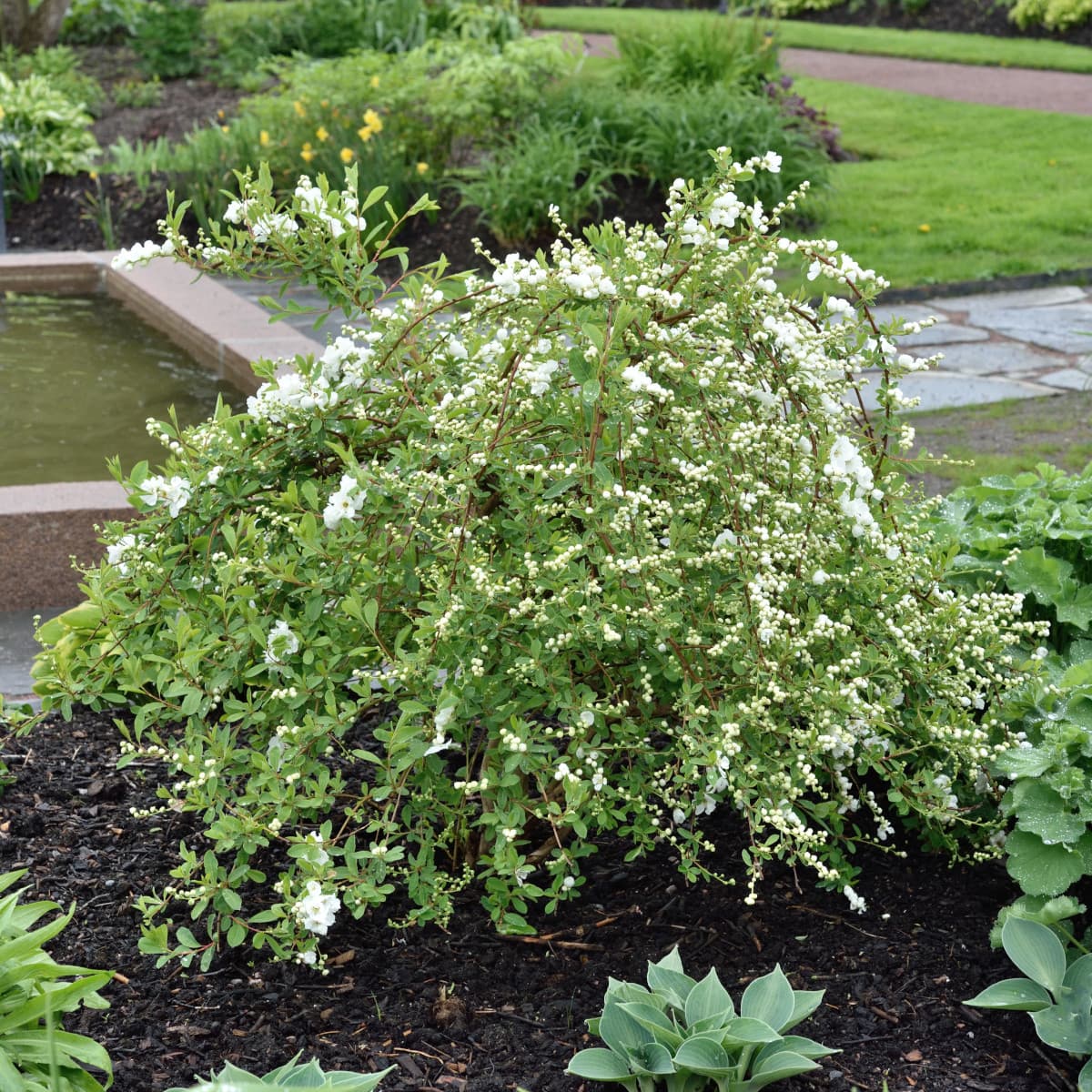 Pärlbuske - Exochorda x macrantha The Bride (Storlek: 50-60 co)
