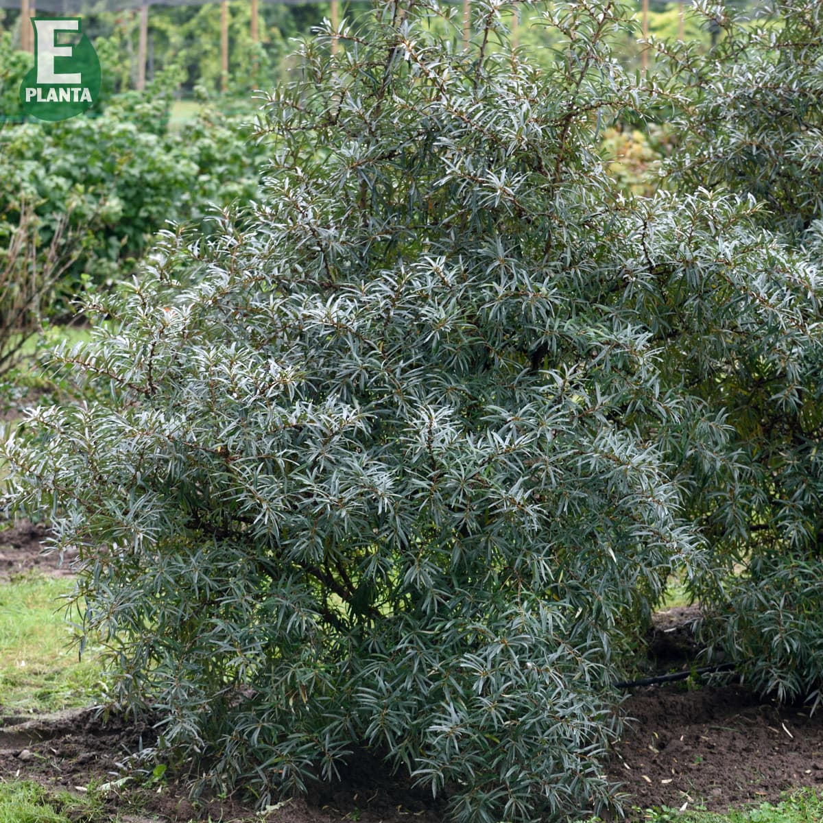Havtorn - Hippophae rhamnoides Balsgård Svenne ® E (Storlek: busk C3,5)