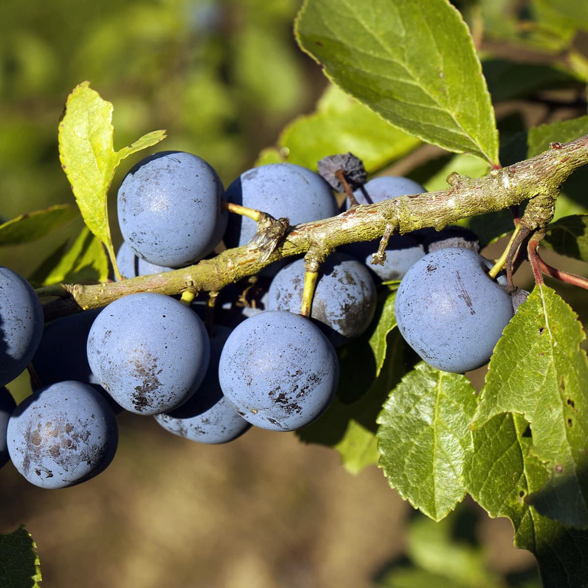 Krikon Låg Stam - Prunus domestica Krikon från Balsgård (Storlek: stam St.JulA 2 års co)