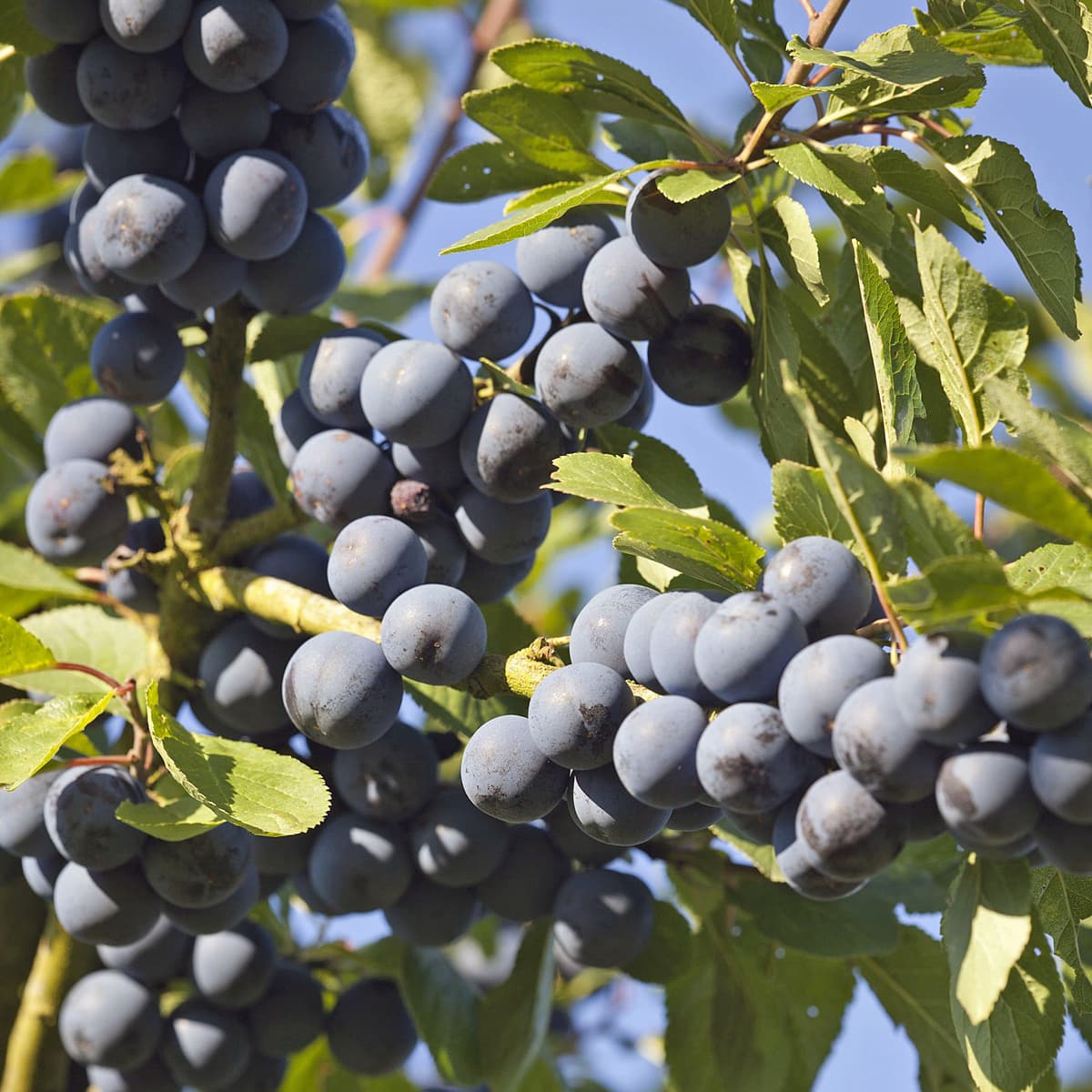 Krikon Låg Stam - Prunus domestica Krikon från Balsgård (Storlek: stam St.JulA 2 års co) view 2