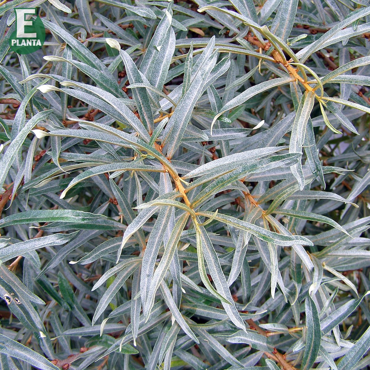 Havtorn - Hippophae rhamnoides Balsgård Svenne ® E (Storlek: busk C3,5) view 2