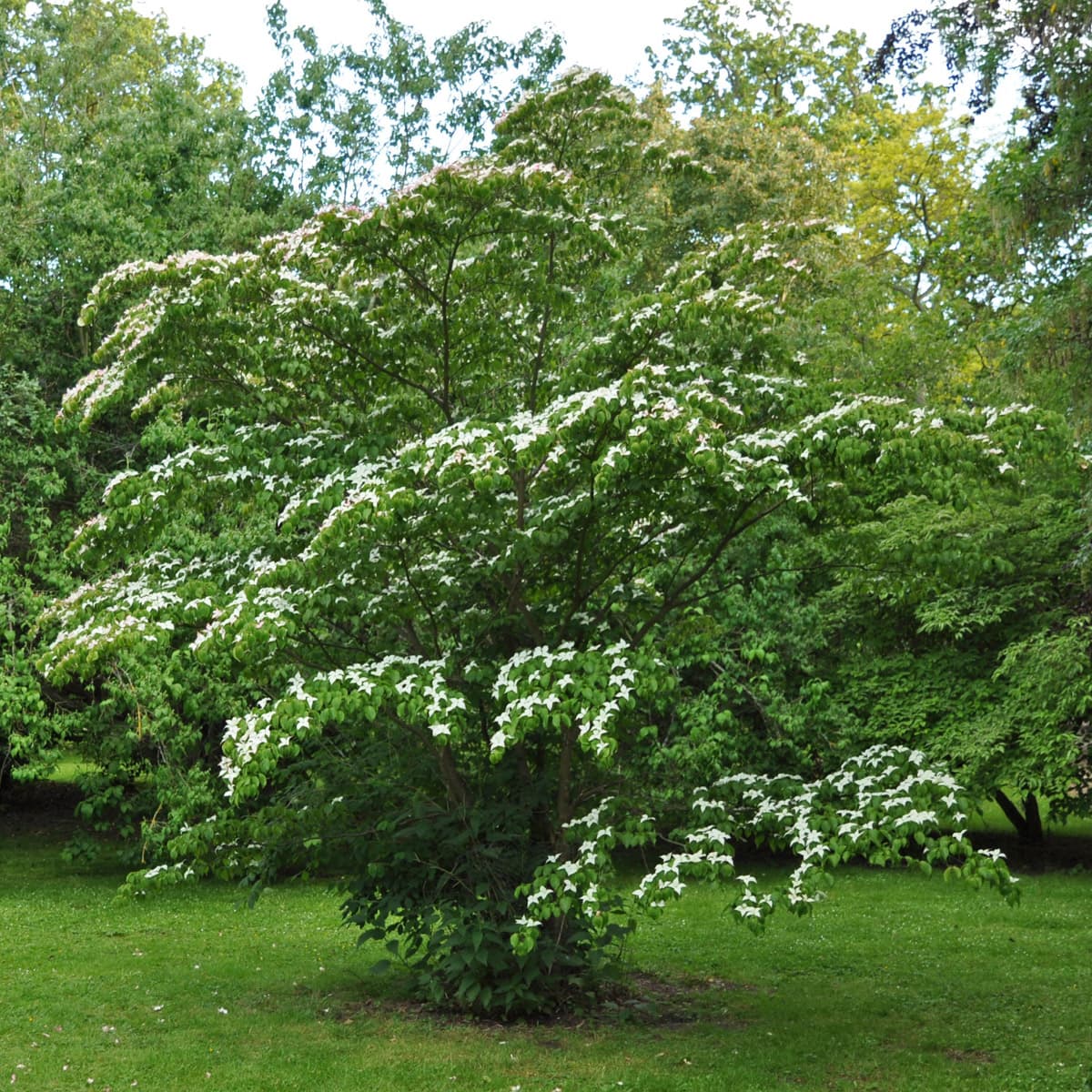Blomsterkornell - Cornus florida (Storlek: 125/+ C10) view 2