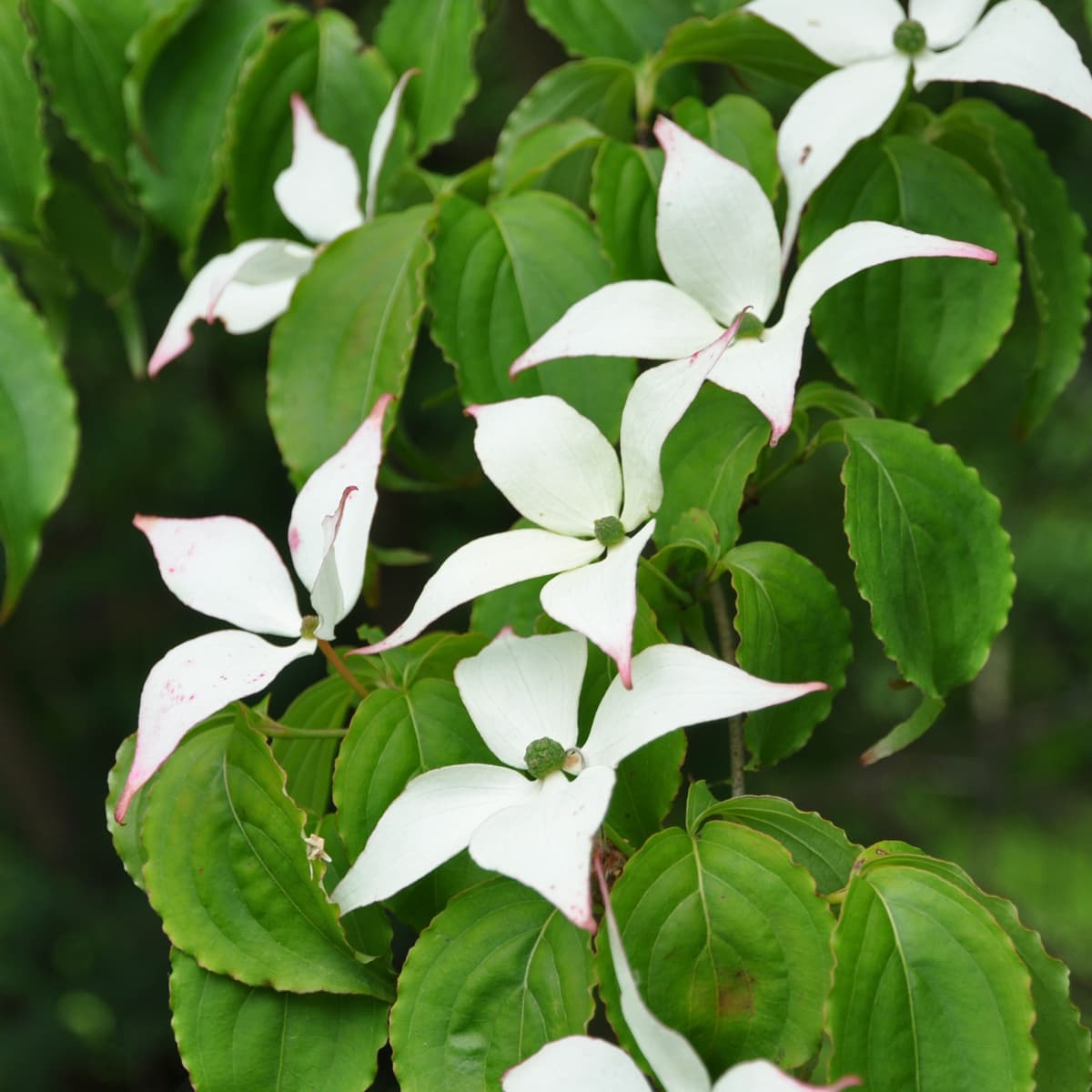 Blomsterkornell - Cornus florida (Storlek: 125/+ C10)