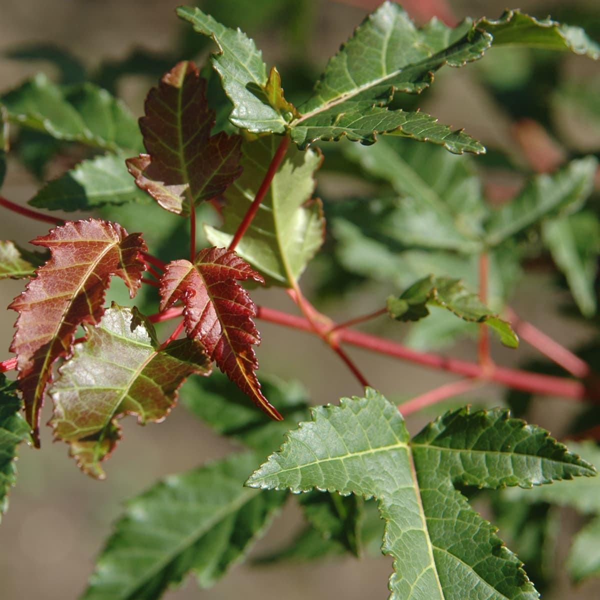 Ginnalalönn - Acer tataricum ssp. ginnala Fk Uppsala E (Storlek: busk C5) view 2