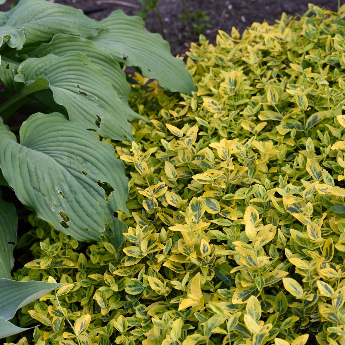 Guldbenved - Euonymus fortunei Emerald´n Gold (Storlek: 25-30 C2) view 2