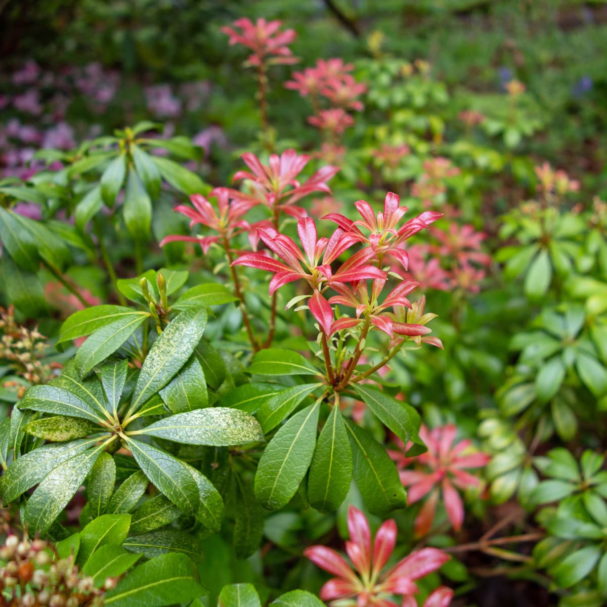 Japansk Buskrosling - Pieris japonica Bonfire (Storlek: 20-25 C2) view 2
