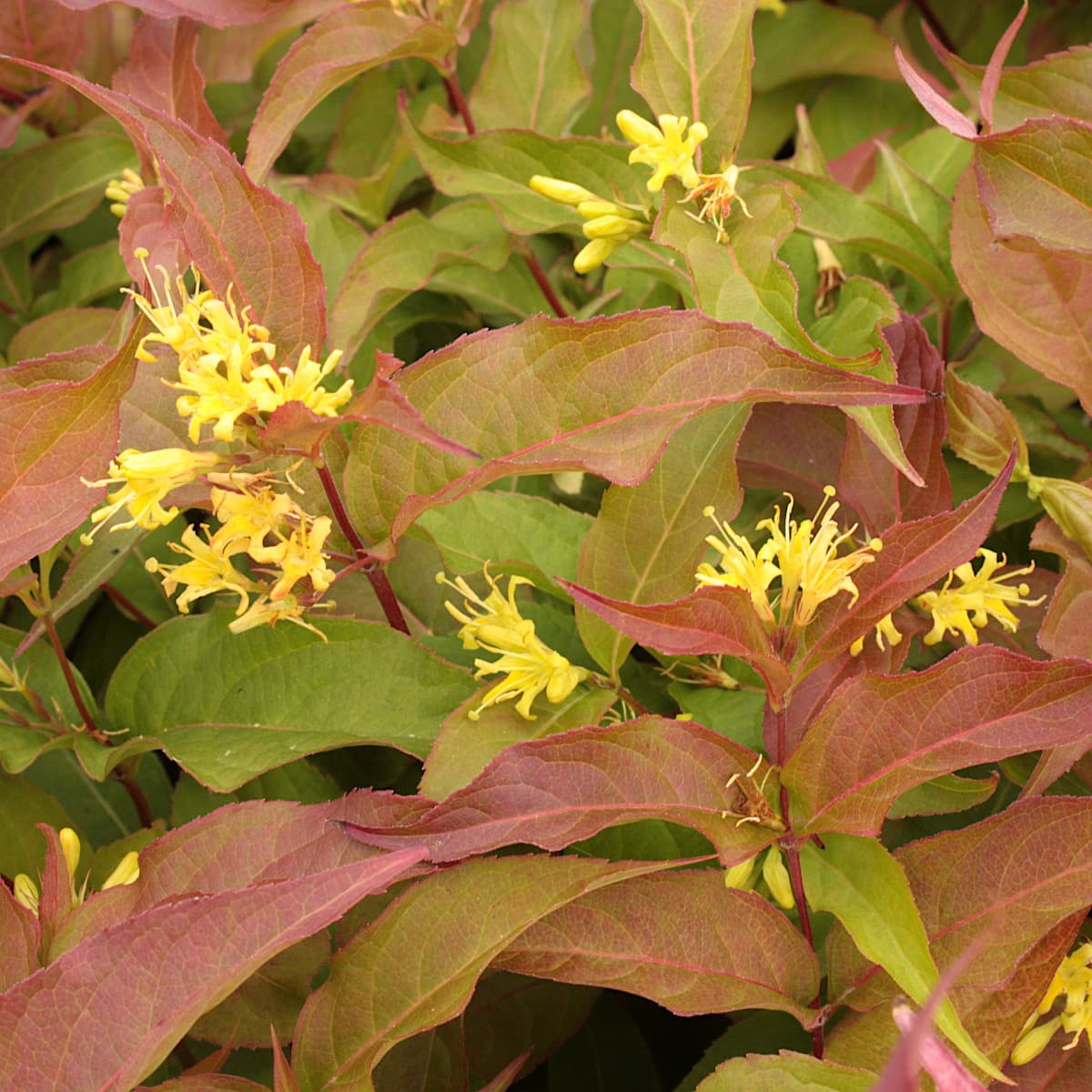Kantgetris - Diervilla sessilifolia Dise (Storlek: busk C3,5)