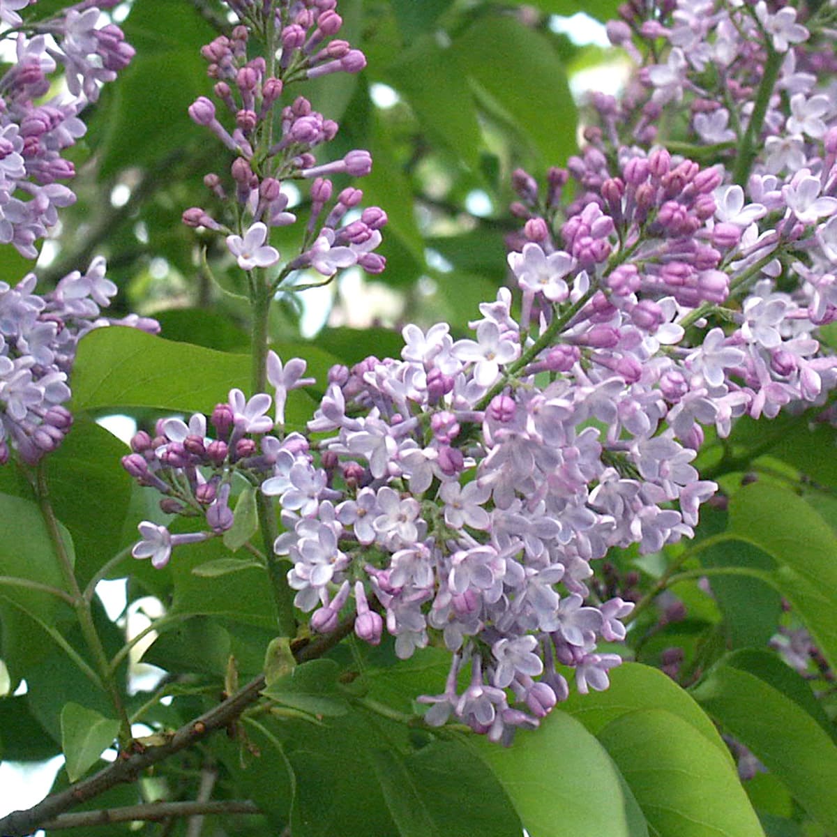 Syrén 10-pack - Syringa vulgaris (Storlek: 30-50 barrot)