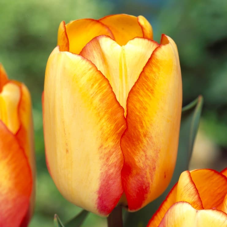 Darwintulpan 10st - Tulipa darwin Beauty of Spring
