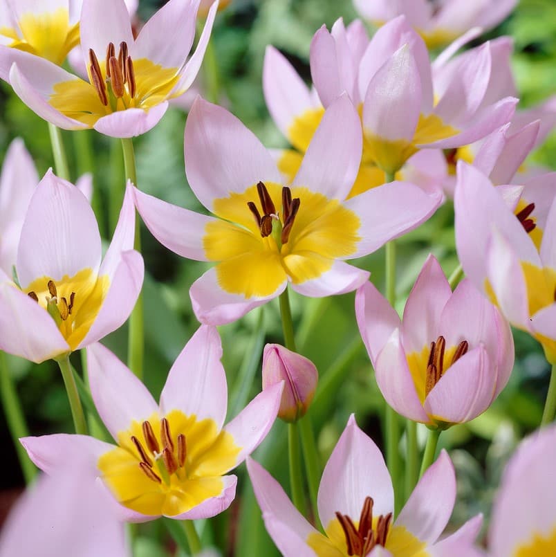 Kretatulpan 10st - Tulipa saxatilis