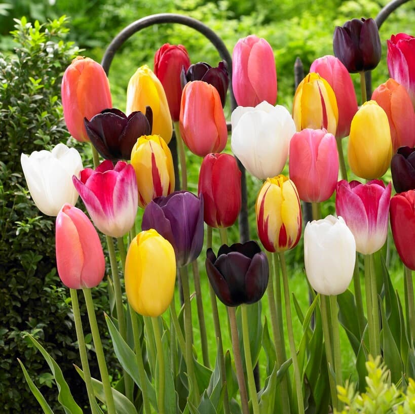 Enkel Sen Tulpan Mix 10st - Tulipa gesneriana